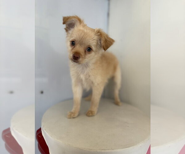 Medium Photo #4 Chihuahua Puppy For Sale in Studio City, CA, USA