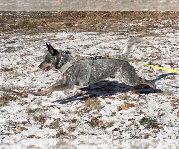 Medium Photo #2 Mutt Puppy For Sale in Garden City, NY, USA