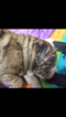 Small Photo #5 Alapaha Blue Blood Bulldog Puppy For Sale in COLUMBUS, OH, USA
