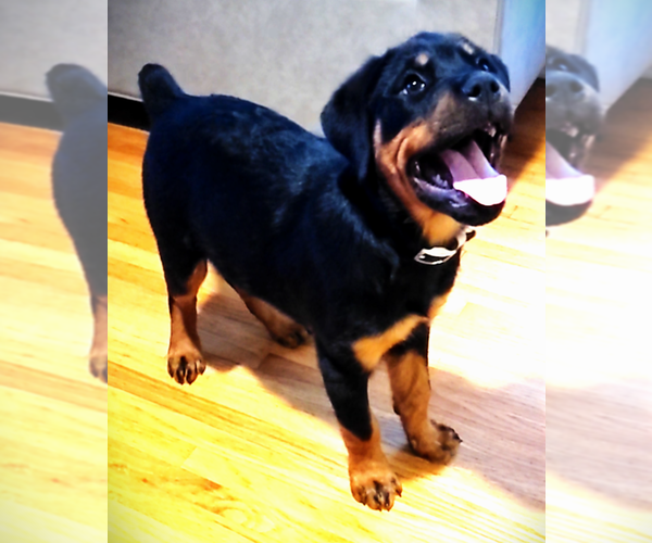 Medium Photo #17 Rottweiler Puppy For Sale in HEMINGWAY, SC, USA