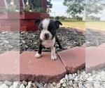 Small #4 Boston Terrier
