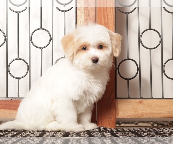 Medium Photo #2 Maltipoo Puppy For Sale in NAPLES, FL, USA