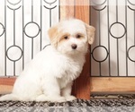 Small #1 Maltipoo