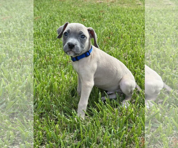 Medium Photo #2 Mutt Puppy For Sale in Euless, TX, USA