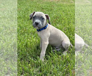 Bronson - Male Mutt Dog for Adoption - Photo #2