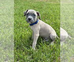 Small Photo #2 Mutt Puppy For Sale in Euless, TX, USA