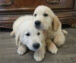 Image preview for Ad Listing. Nickname: Litter of 3