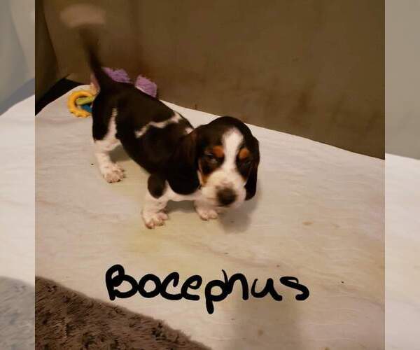 Medium Photo #4 Basset Hound Puppy For Sale in CENTRALIA, WA, USA