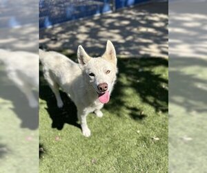 Siberian Husky Dogs for adoption in Chula Vista, CA, USA