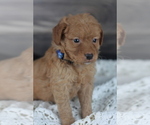 Small Photo #8 Goldendoodle (Miniature) Puppy For Sale in CRESTON, OH, USA