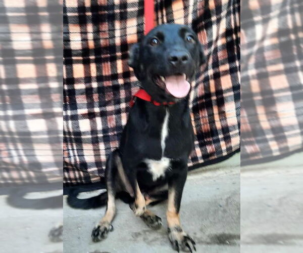 Medium Photo #1 Labrador Retriever-Unknown Mix Puppy For Sale in Escondido, CA, USA