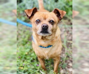 Chihuahua Dogs for adoption in Salinas, CA, USA