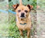 Squirtle - Male Chihuahua Dog for Adoption - Small photo