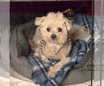 Small #3 Maltese