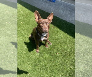 American French Bull Terrier Dogs for adoption in Berkeley, CA, USA