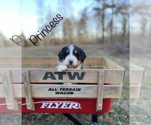 Bernese Mountain Dog Puppy for sale in LAWRENCEBURG, TN, USA