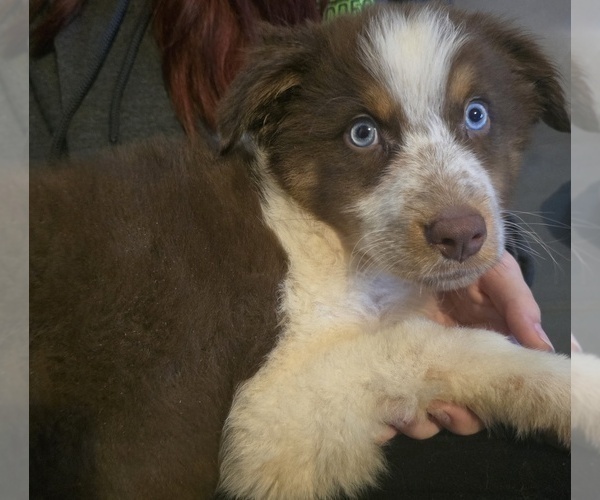 Medium Photo #7 Australian Shepherd Puppy For Sale in ROY, UT, USA