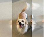 CHARLIE - Male Pomeranian-Unknown Mix Dog for Adoption - Small photo