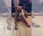 Small #1 Bull Terrier Mix