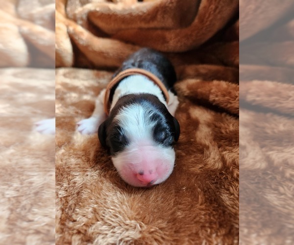 Medium Photo #59 Sheepadoodle Puppy For Sale in LEHI, UT, USA