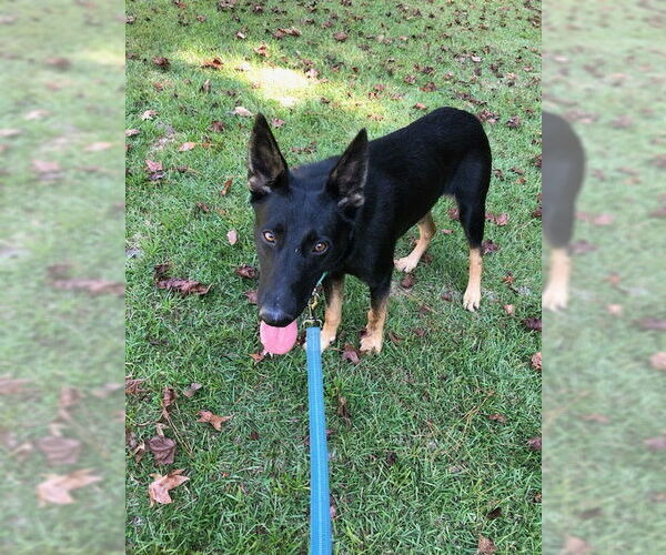 Medium Photo #3 German Shepherd Dog Puppy For Sale in Rocky Point, NC, USA