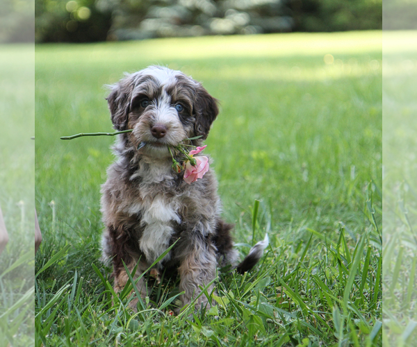 Medium Photo #4 Bernedoodle Puppy For Sale in FREDERICKSBURG, OH, USA