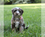 Small #3 Bernedoodle
