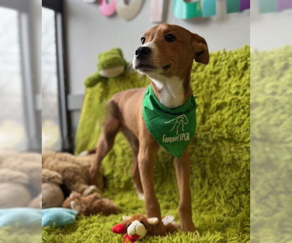 Medium Photo #1 Mutt Puppy For Sale in Warrenton, VA, USA