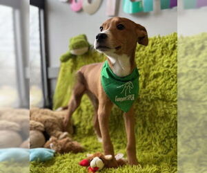 Mutt Dogs for adoption in Warrenton, VA, USA