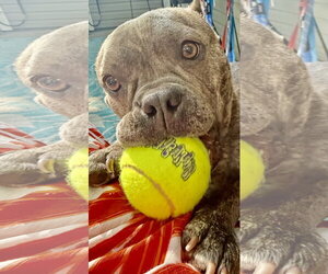 Crumpet - Female Bulldog-Unknown Mix Dog for Adoption - Photo #2