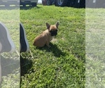 Small Photo #15 French Bulldog Puppy For Sale in SIOUX FALLS, SD, USA