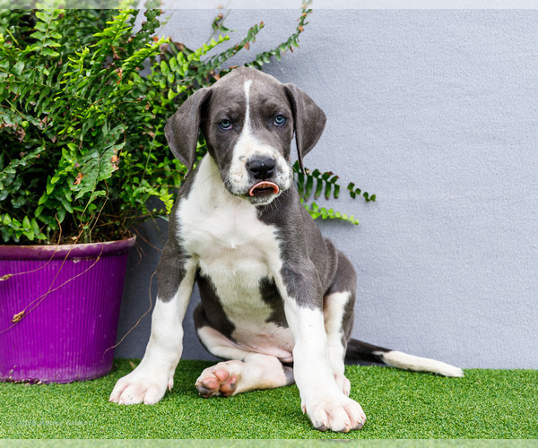 Medium Photo #146 Great Dane Puppy For Sale in WAKARUSA, IN, USA