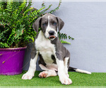 Small Photo #146 Great Dane Puppy For Sale in WAKARUSA, IN, USA