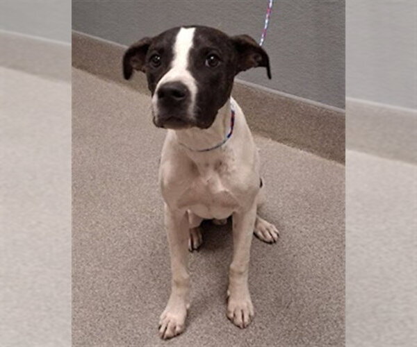 Medium Photo #1 Mutt Puppy For Sale in Las Vegas, NV, USA