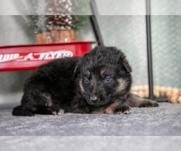 Medium Photo #24 German Shepherd Dog Puppy For Sale in NAPPANEE, IN, USA