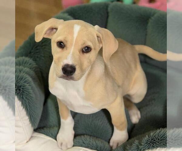 Medium Photo #1 Labrador Retriever-Unknown Mix Puppy For Sale in San Diego, CA, USA