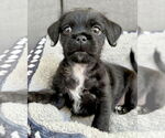 Small Photo #4 Pug-Unknown Mix Puppy For Sale in Corona, CA, USA