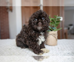 Small #1 ShihPoo