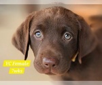 Small Photo #88 Labrador Retriever Puppy For Sale in EDGEWOOD, TX, USA