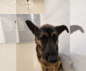 German Shepherd Dog Dogs for adoption in Fremont, CA, USA