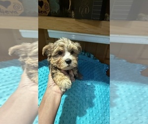 Yorkshire Terrier Puppy for Sale in ALVORD, Iowa USA