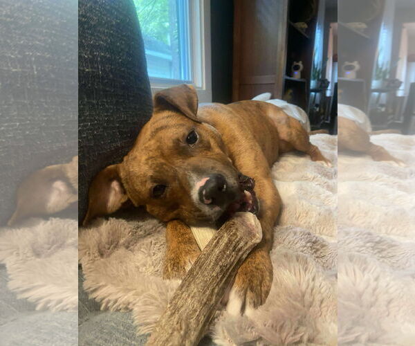 Medium Photo #2 Mutt Puppy For Sale in Greensboro, NC, USA