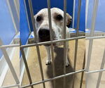 Small #2 American Staffordshire Terrier Mix