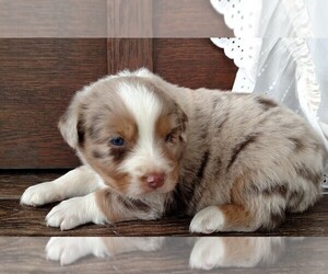 Australian Shepherd Puppy for sale in JEROMESVILLE, OH, USA