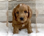 Puppy Lars Goldendoodle (Miniature)