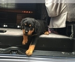 Small Photo #6 Rottweiler Puppy For Sale in GARLAND, TX, USA