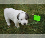 Small #7 Great Pyrenees