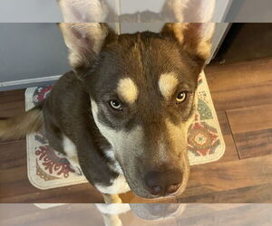 Mowgli - Male Siberian Husky-Unknown Mix Dog for Adoption - Photo #4