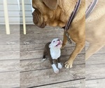 Small #7 Boston Terrier