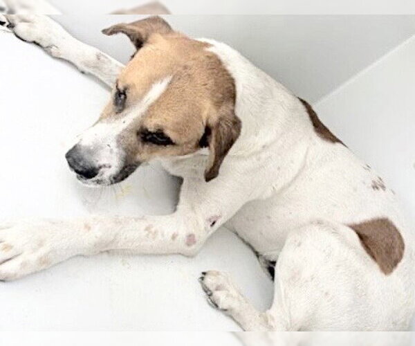 Medium Photo #1 Carolina Dog-Labrador Retriever Mix Puppy For Sale in Houston, TX, USA